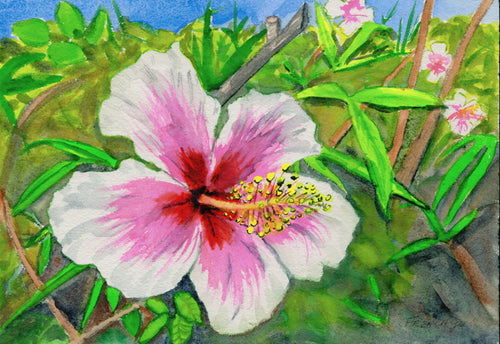 Pink and White Hibiscus, Big Island, Hawaii 2018 - Original Art Watercolor Painting 7x10 inches