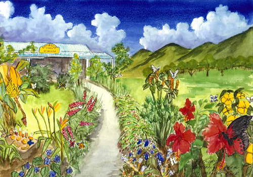 Butterfly Farm, Saint Martin 2001 - Horizontal Framed Premium Gallery Wrap Canvas